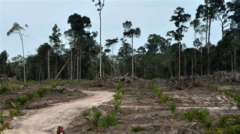 procter and gamble scandals|Investor rebellion at Procter & Gamble over environmental concerns.